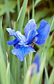 IRIS SIBIRICA MARILYN HOLMES