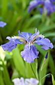 IRIS TECTORUM