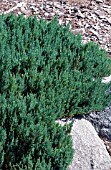 JUNIPERUS SABINA BLUE FOREST