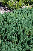 JUNIPERUS SABINA BLUE FOREST