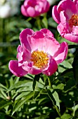 PAEONIA FRIENDSHIP