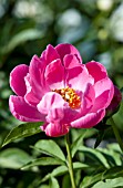 PAEONIA FRIENDSHIP
