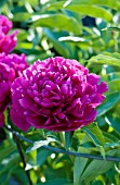 PAEONIA GERRY