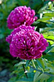PAEONIA GERRY