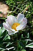 PAEONIA PINK PRINCESS