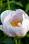 PAEONIA PINK PRINCESS