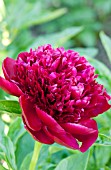 PAEONIA RED CHARM