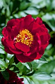 PAEONIA RED RED ROSE