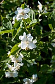 PHILADELPHUS MINIATURE SNOWFLAKE