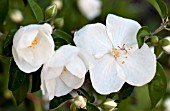 PHILADELPHUS LEWISII