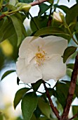 PHILADELPHUS LEWISII