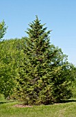 PICEA RUBENS