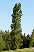 POPULUS CANADENSIS SEROTINA