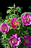 ROSA ALIKA