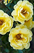 ROSA HARRISONS YELLOW