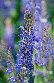 SALVIA X SYLVESTRIS MAY NIGHT