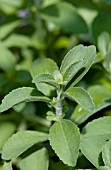STEVIA REBAUDIANA