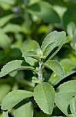 STEVIA REBAUDIANA