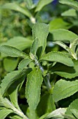 STEVIA REBAUDIANA