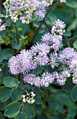 THALICTRUM DELAVAYI HEWITTS DOUBLE