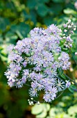 THALICTRUM DELAVAYI HEWITTS DOUBLE