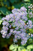 THALICTRUM DELAVAYI HEWITTS DOUBLE