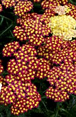 ACHILLEA DESERT EVE RED