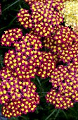 ACHILLEA DESERT EVE RED