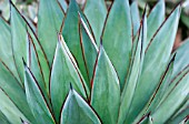 AGAVE BLUE GLOW