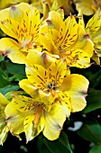 ALSTROEMERIA PRINCESS ARIANE