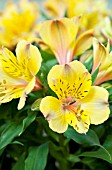 ALSTROEMERIA PRINCESS ARIANE
