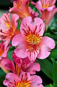 ALSTROEMERIA PRINCESS ELIANE