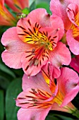 ALSTROEMERIA PRINCESS ELIANE