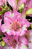 ALSTROEMERIA PRINCESS THERESA