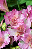 ALSTROEMERIA PRINCESS THERESA