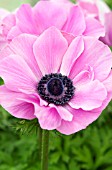 ANEMONE CORONARIA HARMONY ORCHID