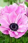 ANEMONE CORONARIA HARMONY ORCHID