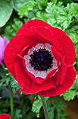 ANEMONE CORONARIA HARMONY SCARLET