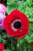 ANEMONE CORONARIA HARMONY SCARLET