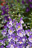 ANGELONIA ADESSA BICOLOR