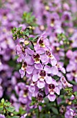 ANGELONIA ARCHANGEL PINK