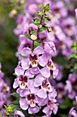 ANGELONIA ARCHANGEL PINK