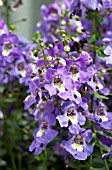 ANGELONIA ARCHANGEL PURPLE