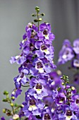 ANGELONIA ARCHANGEL PURPLE