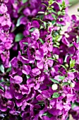 ANGELONIA ARCHANGEL RASPBERRY