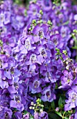 ANGELONIA CARITA PURPLE