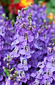 ANGELONIA CARITA PURPLE