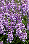 ANGELONIA SUNGELONIA BLUE