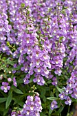 ANGELONIA SUNGELONIA BLUE