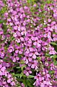 ANGELONIA SUNGELONIA DEEP PINK